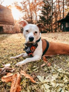 Photography services near me: dog in a yard