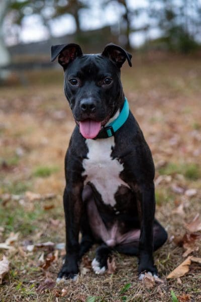 Hondo Morrison, Canine Executive Officer